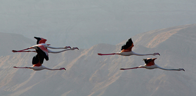 Flamingos over the Eilat Mts.