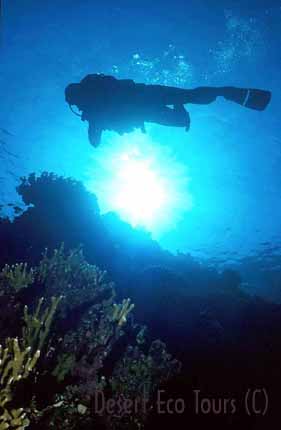 Diving in Sharm el Sheikh- Egypt