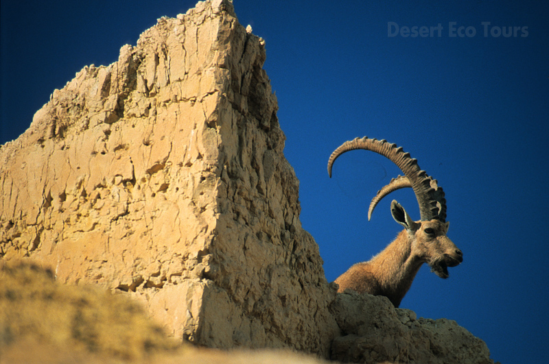 Wild life (Ibex) of the Negev desert- Israel