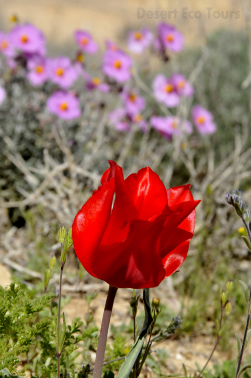 Spring in Mitzpe Ramon- Ramon Crater, Negev desert