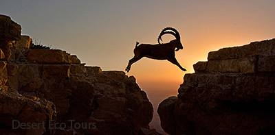 ibex in the Negev desert