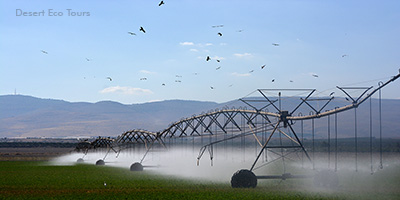 Agriculture in the Jordan Valley