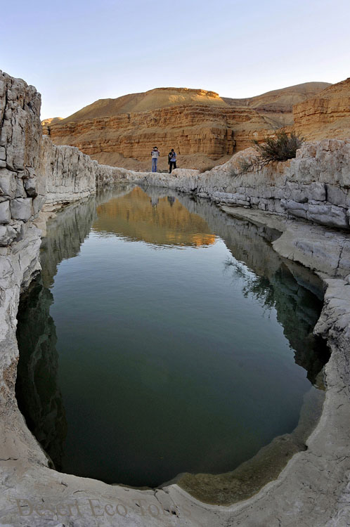 Rain pools in the Negev desert