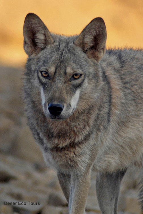 Wild life in The Negev: Desert Wolf