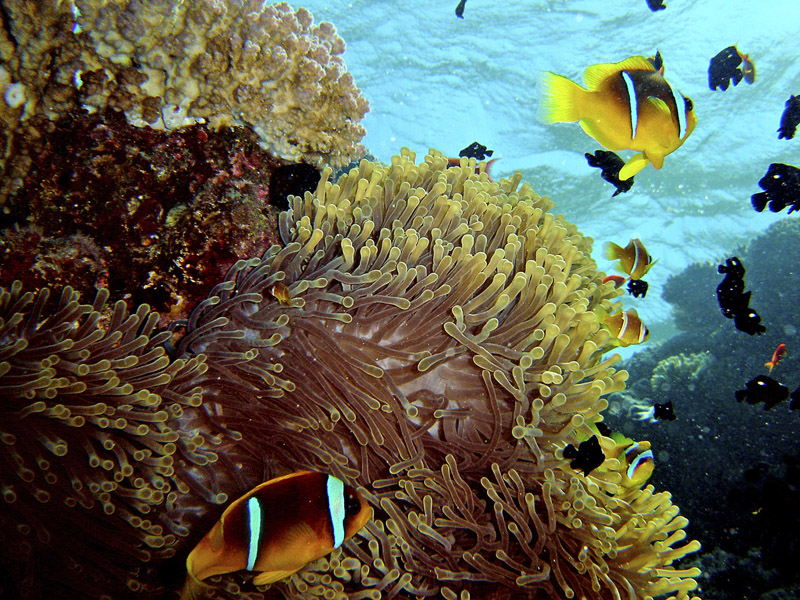 Diving & snorkling in the Red Sea