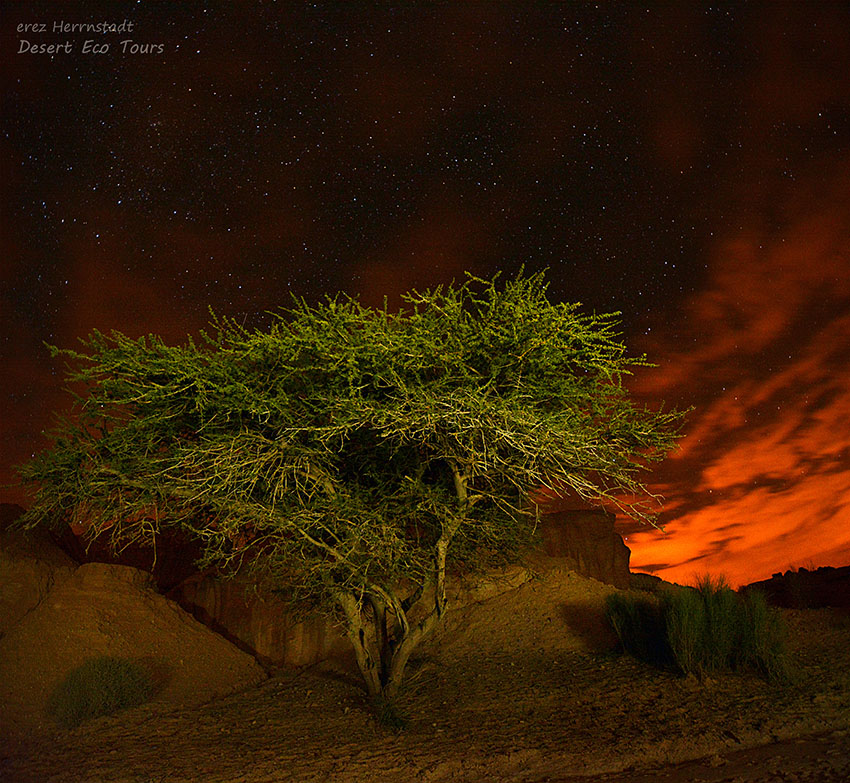 לילה במדבר: טיולי ג'יפים באזור אילת
