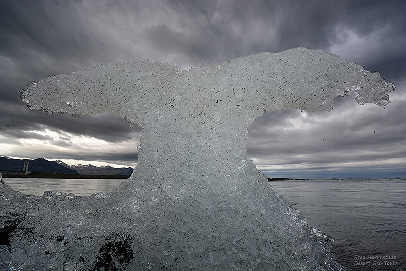 פסלי קרח לחוף הים הצפוני: איסלנד