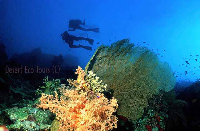 Diving in the Red Sea- Sinai Egypt