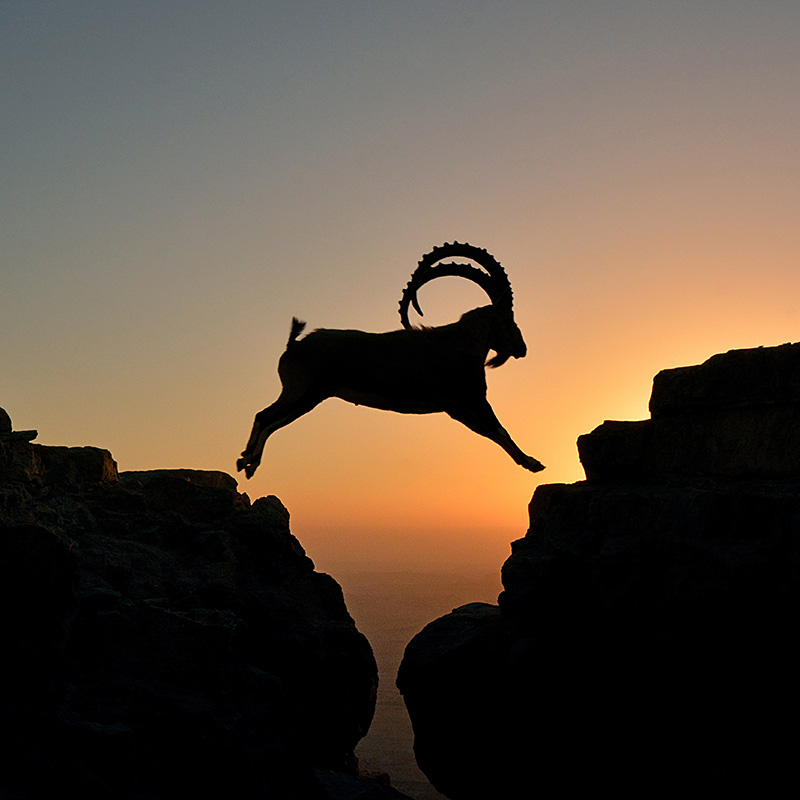 Ibex in the Negev desert, Mitzpe Ramon