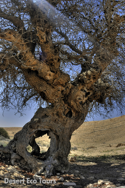 Old tree in the Ramon Crater
