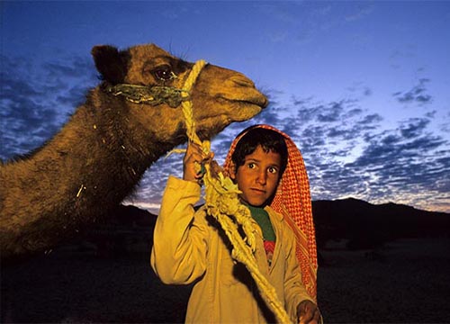 Sinai Desert Camel & Jeep Tours from Eilat Egypt Adventure