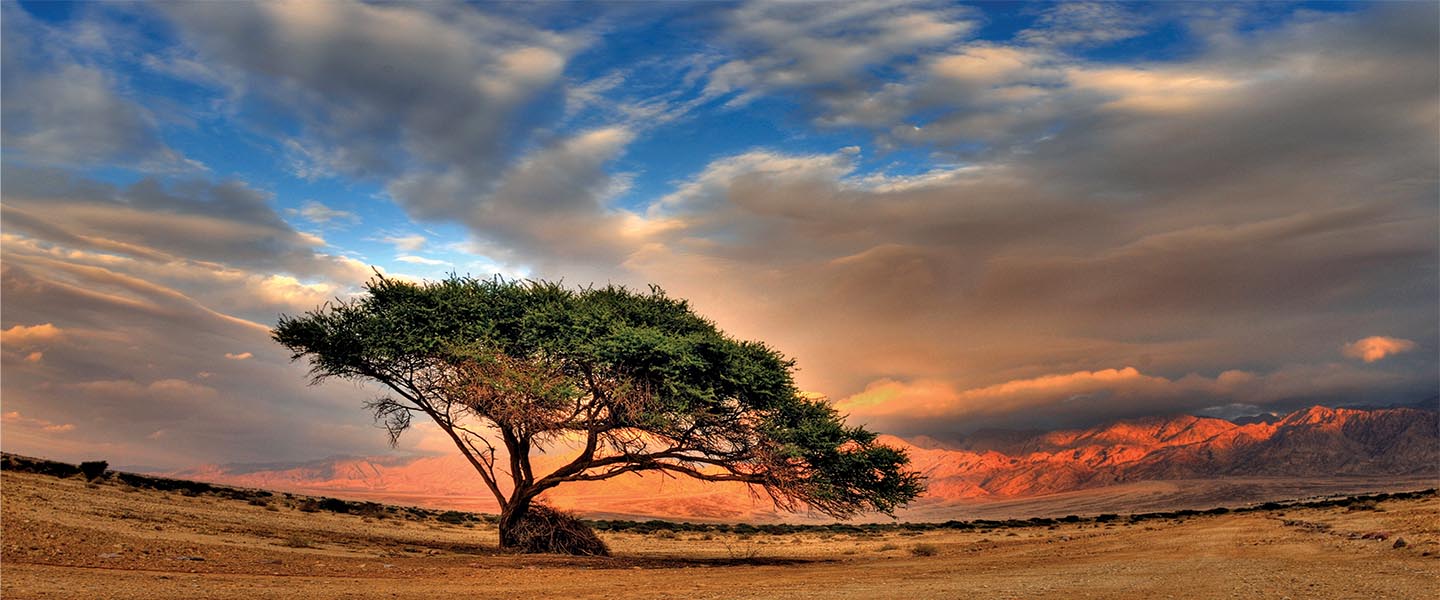 Acacia tree in the Negev near Eilat