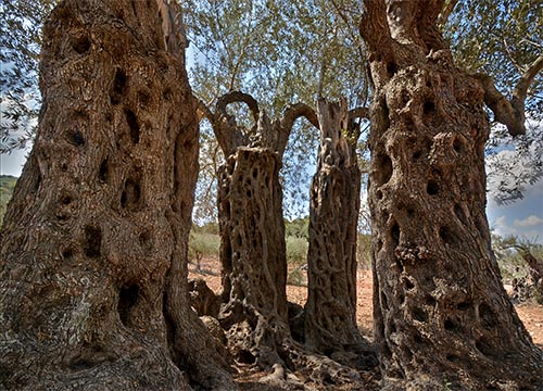 Galilee & Golan tour