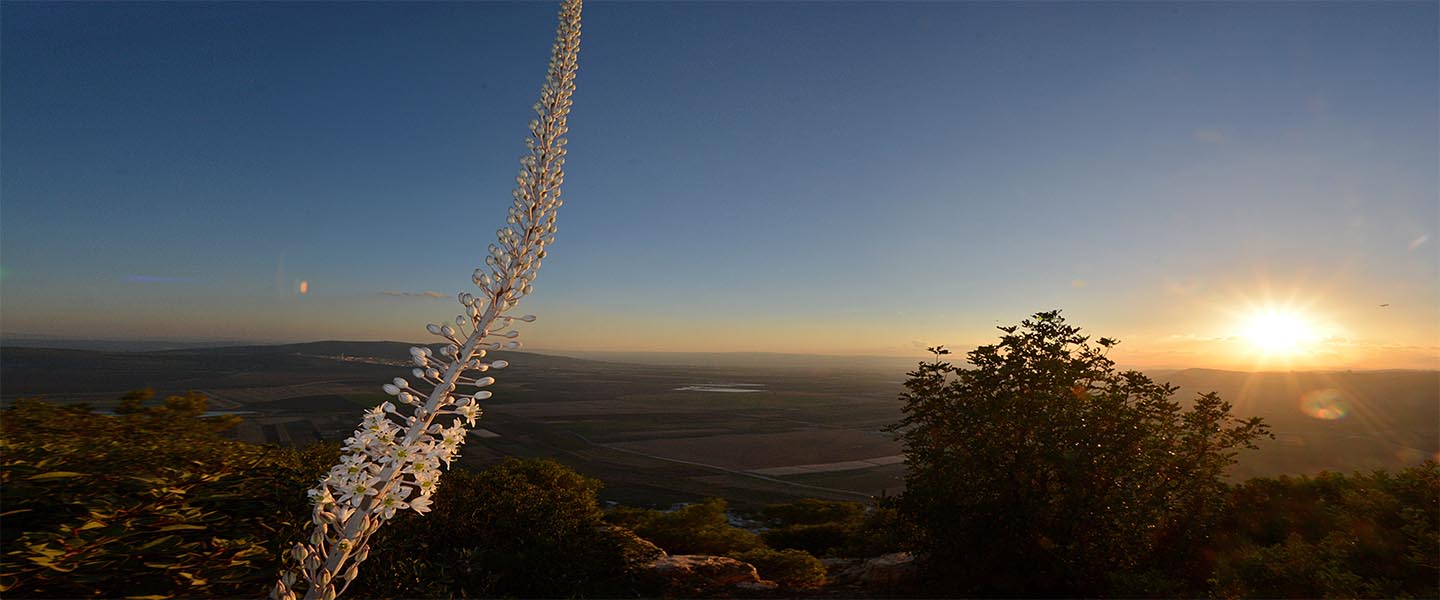 Tabor Mt. the Galilee Israel