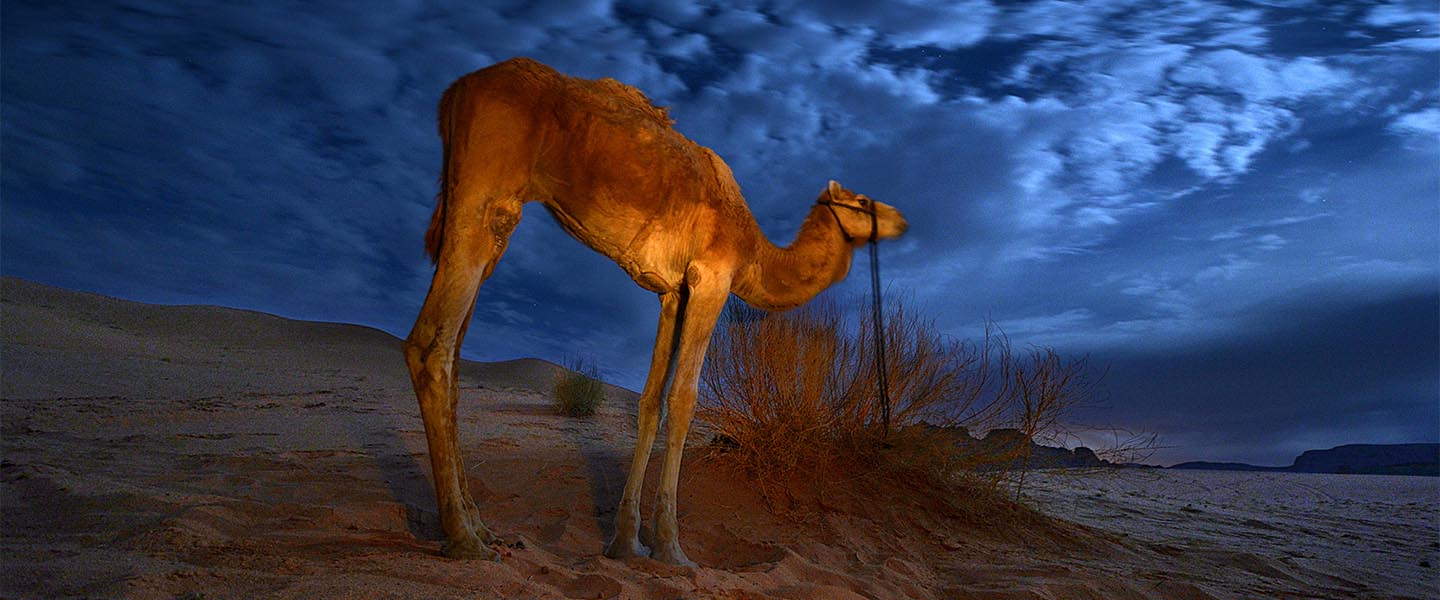 Camel- Wadi Rum- Jordan