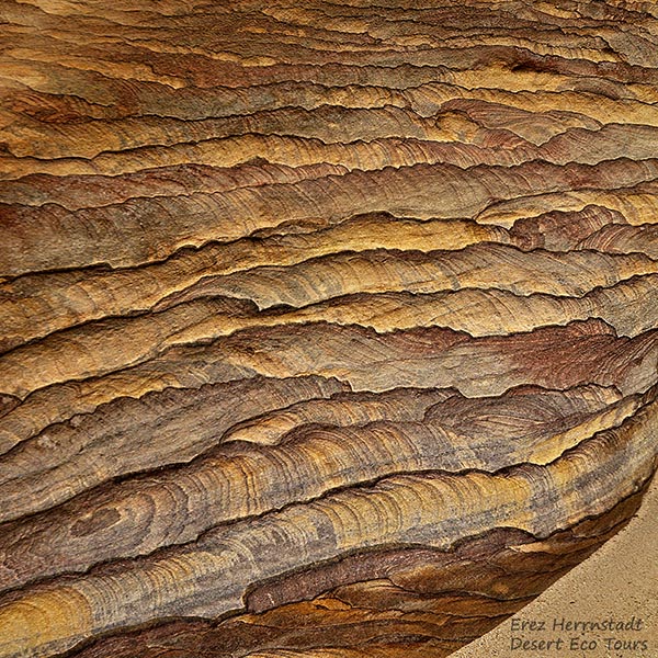 Desert tours of Jordan