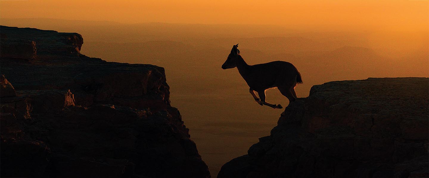 Ibex in the Ramon Crater