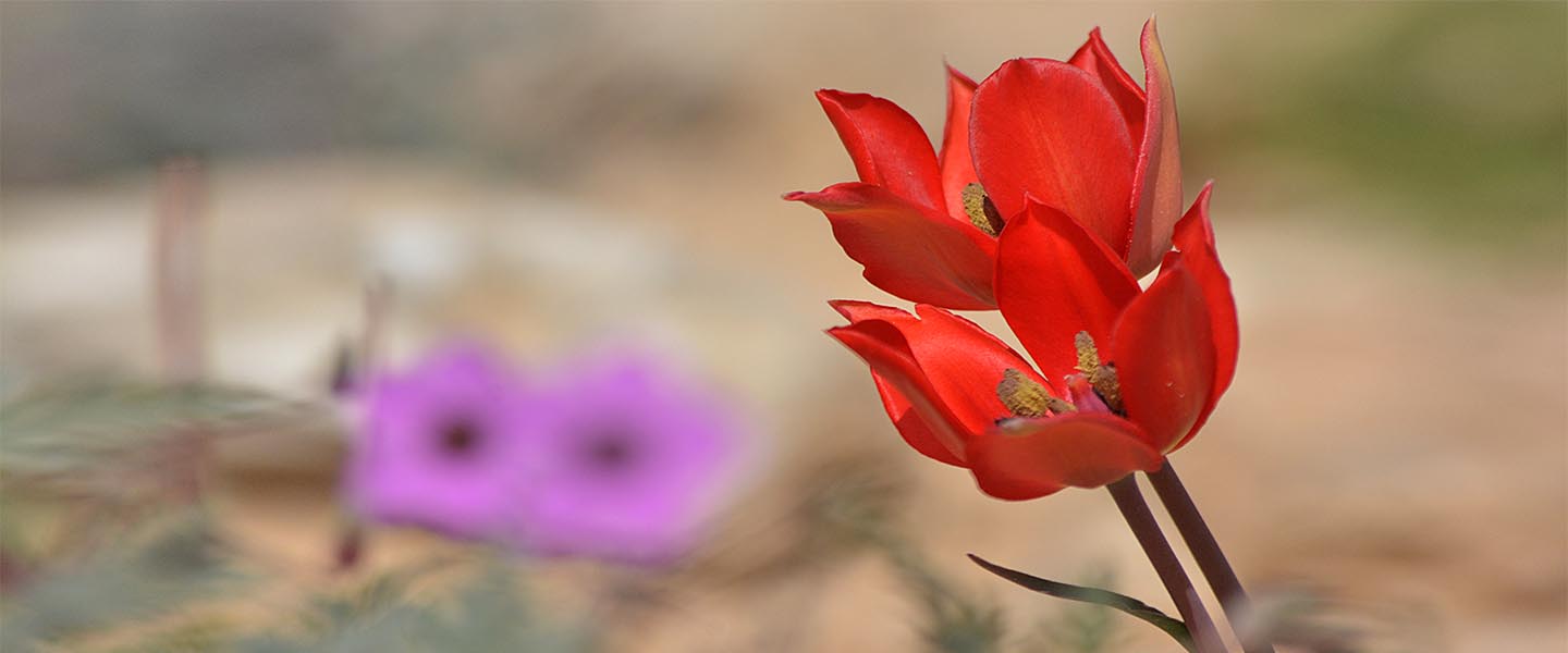 Spring flowers- Negev desert