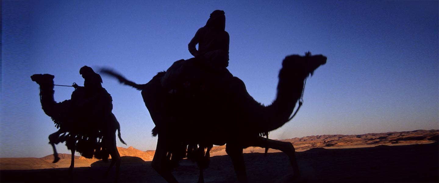 the Bedouin of the Sinai desert with a camel