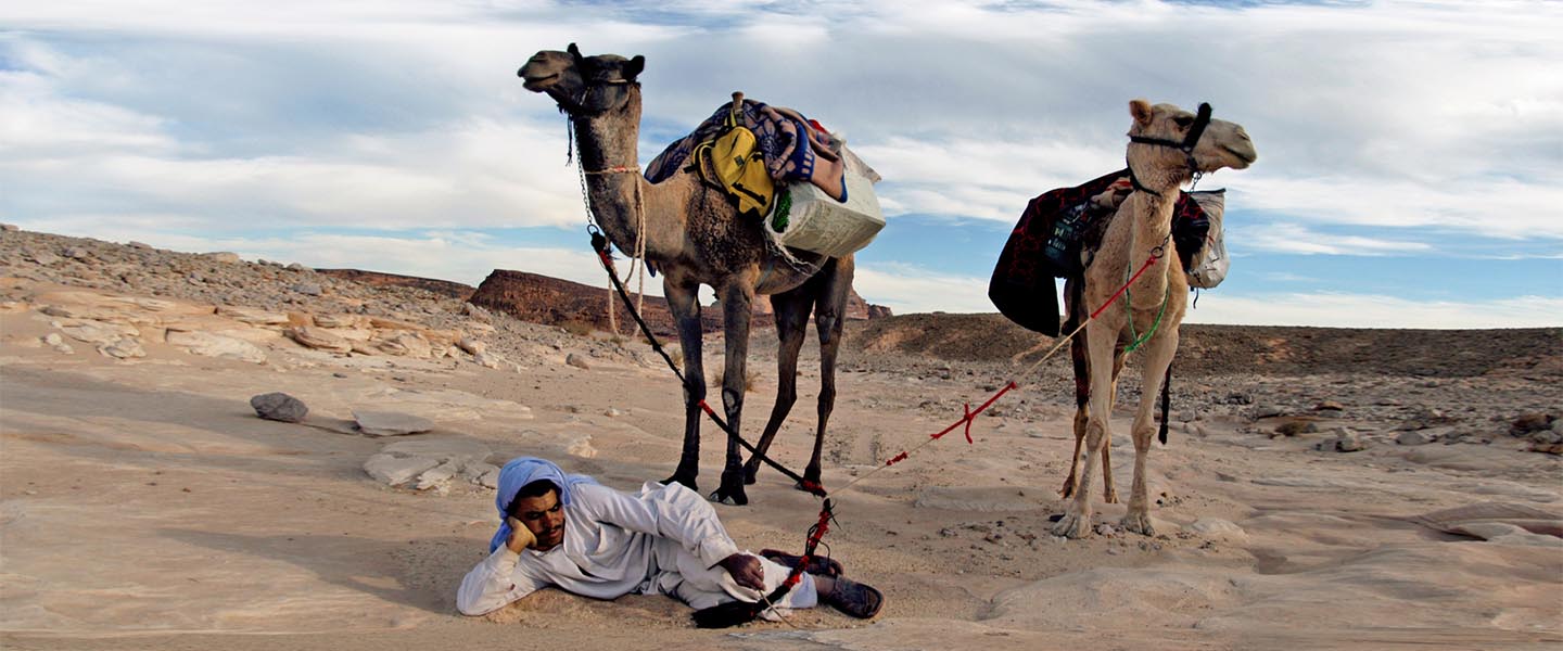 the Bedouin of the Sinai desert with a camel