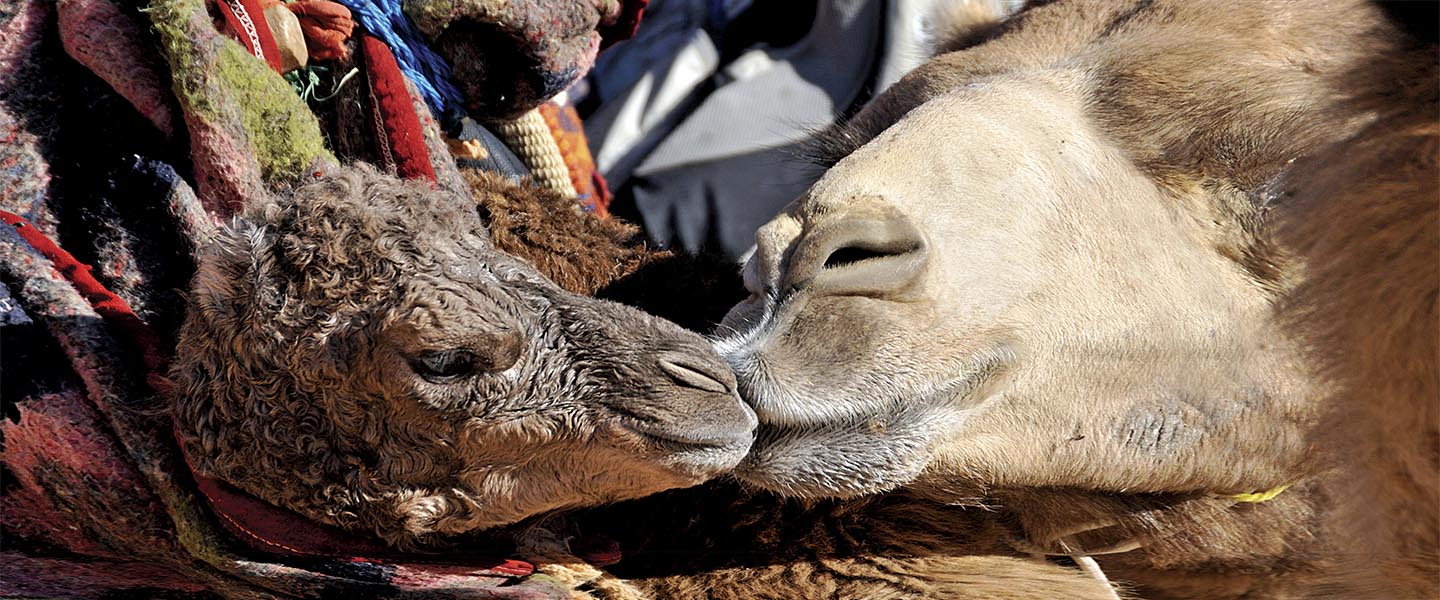 New born Camel in the Sinai