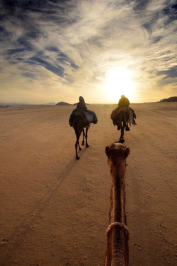 Camel trip in the Sinai desert