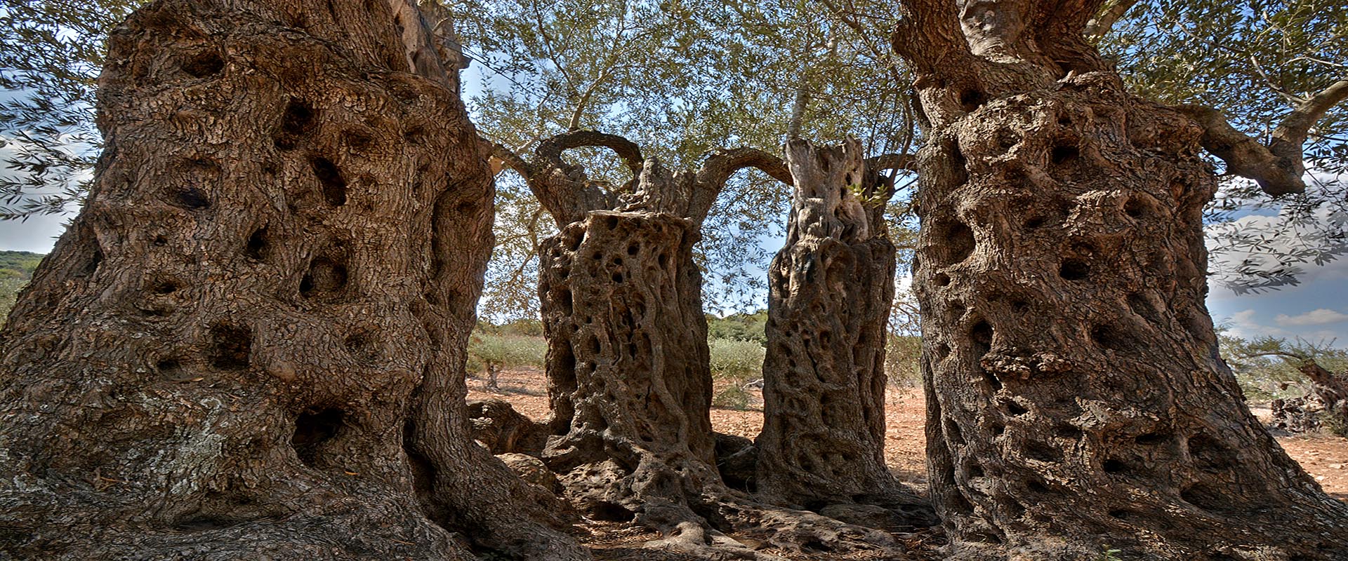 Olive trees in the Galilee